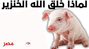 “السبب هيصدمك!” .. هل تعلم ما السبب وراء خلق الخنزير ولماذا حرم الله أكله .. معلومات حقيقة أول مرة تعرفها!!؟