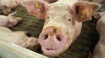 معلومه قادره تنقذ حياتك … ما السبب الذي من أجله تم تحريم أكل لحم الخنزير معلومات مدهشة..تعرف عليها الآن