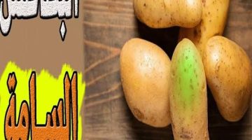 «خطر تفعله جميع الأمهات»… وزارة الصحة تحذر من سلق البطاطس بهذه الطريقة… تؤدي إلى الموت!!