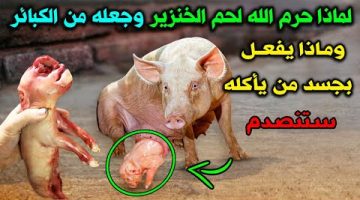 سبب حير عقول الملايين.. لهذا السبب الخطير حرم الله أكل لحم الخنزير وجعله من الكبائر.. لن يخطر على بالك