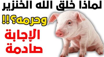 كل دا ومكناش نعرف..!! سبب تحريم الله للحم الخنزير وما هو سبب خلقه!!؟