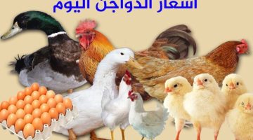 الفراخ نزلت تاني.. أسعار الدواجن وكراتين البيض اليوم السبت 30 مارس في الأسواق