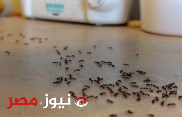 بدون استخدام مبيدات.. طريقة فعالة للتخلص من النمل نهائيا بمكون موجود في مطبخك وبدون استخدام أي مواد كيميائية ضارة